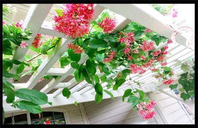 CÂY TRANG LEO - Ảnh 2