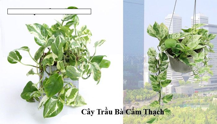 Cây Trầu Bà Cẩm Thạch - Ảnh 3