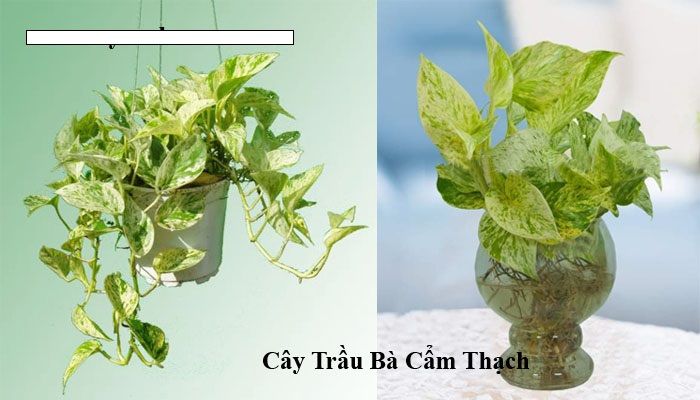 Cây Trầu Bà Cẩm Thạch - Ảnh 2