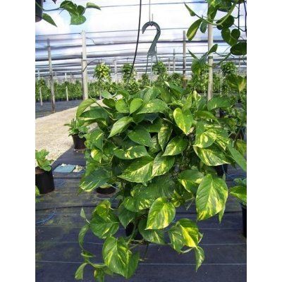 TRẦU BÀ TA - Ảnh 2