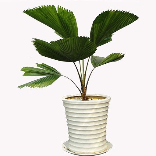 Cây Cọ Nhật - Ảnh 6