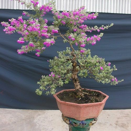 CÂY TUYẾT SƠN PHI HỒ - Ảnh 4