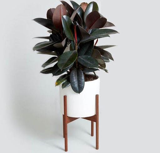 Cây Đa Búp Đỏ - Ảnh 5