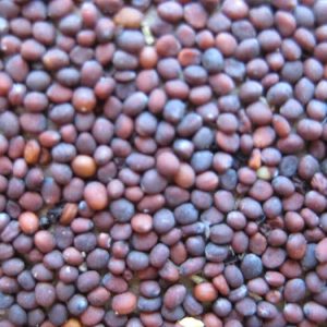 Hạt Giống Rau Cải Mầm