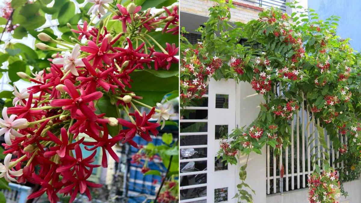 CÂY TRANG LEO - Ảnh 3