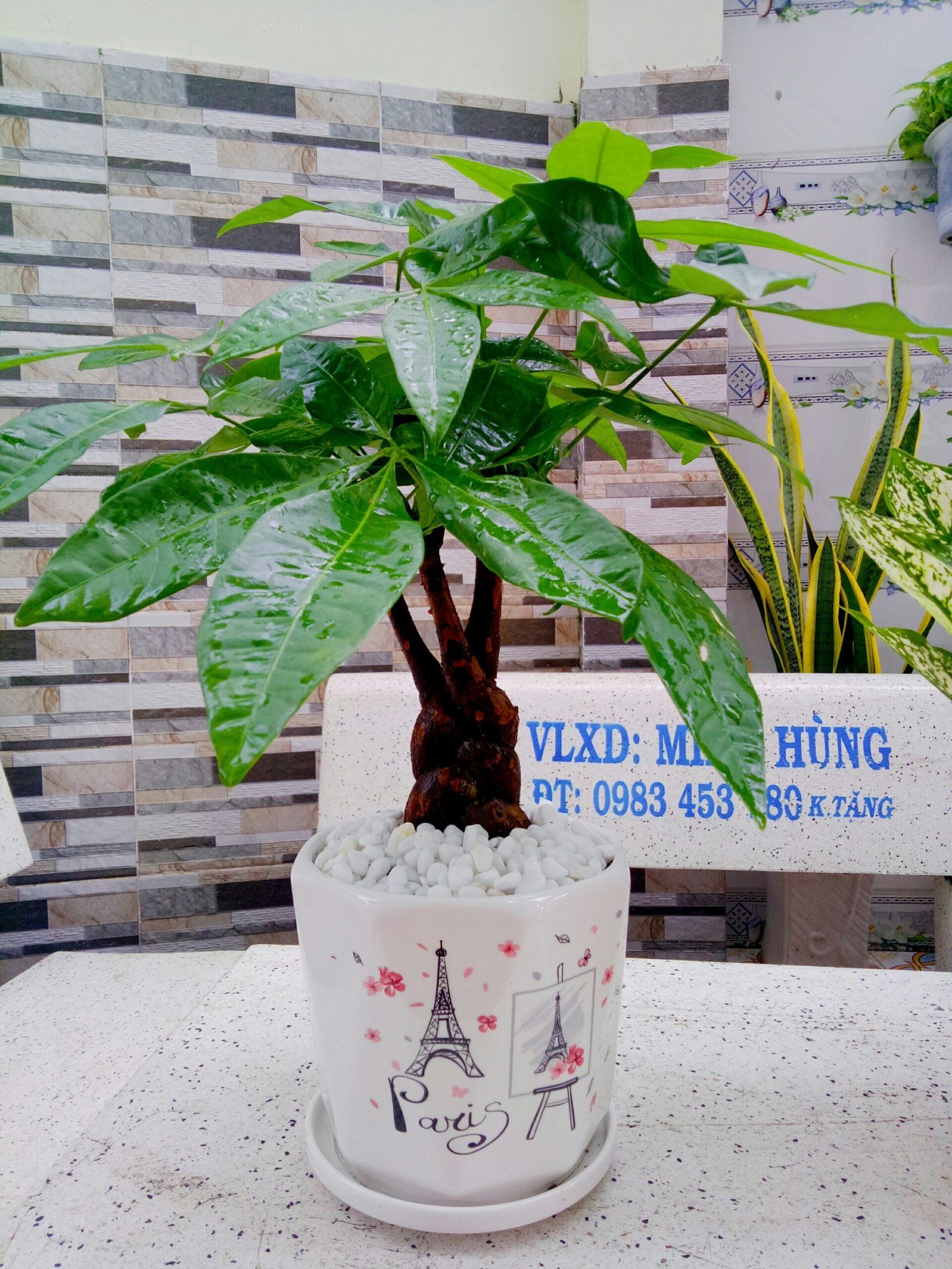 Cây Kim Ngân ( Để Bàn ) - Ảnh 5