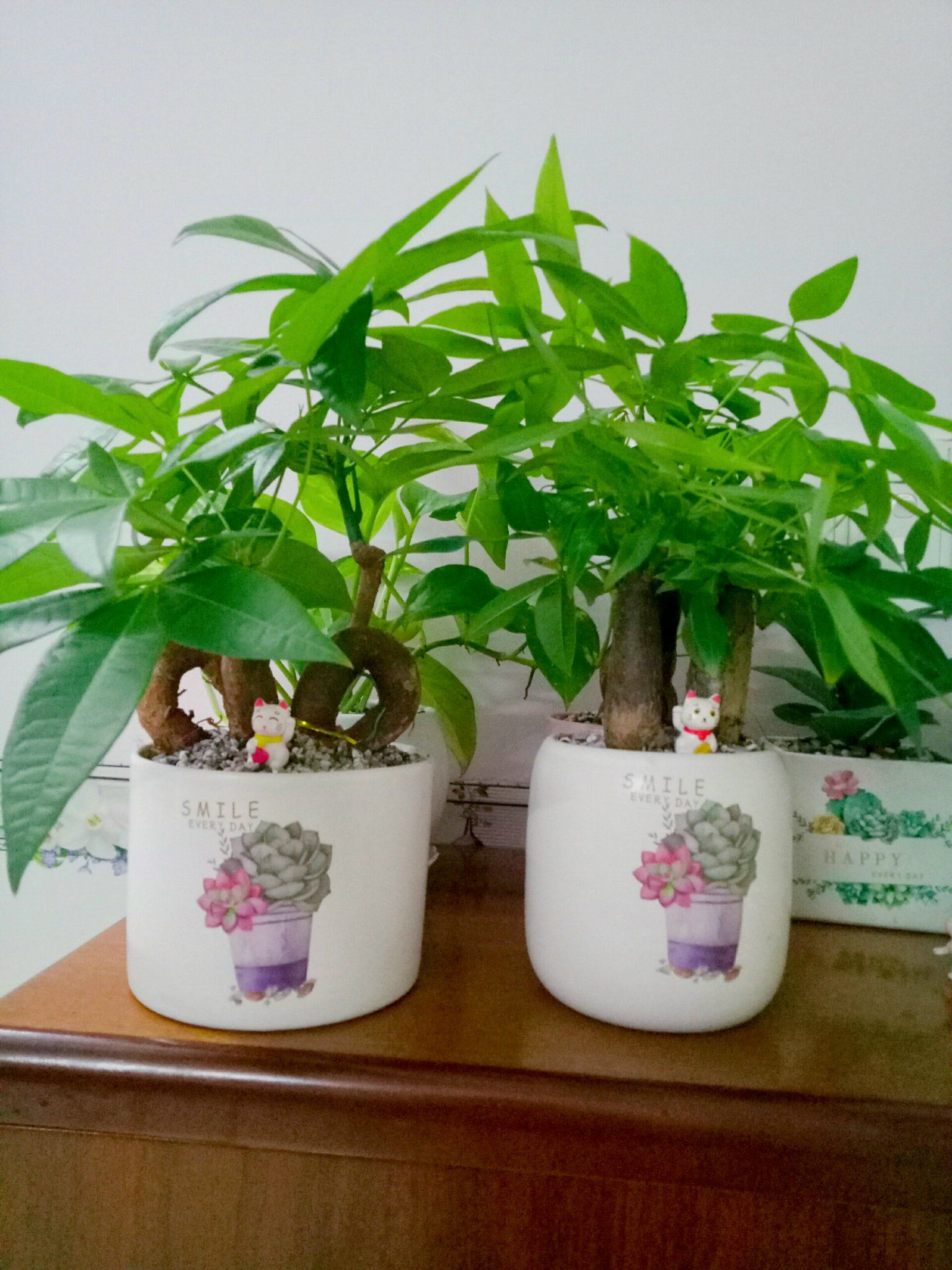 Cây Kim Ngân ( Để Bàn ) - Ảnh 6