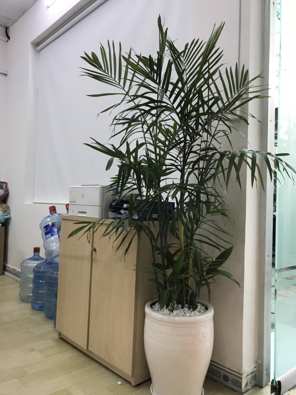 Cây Cau Hawai - Ảnh 4