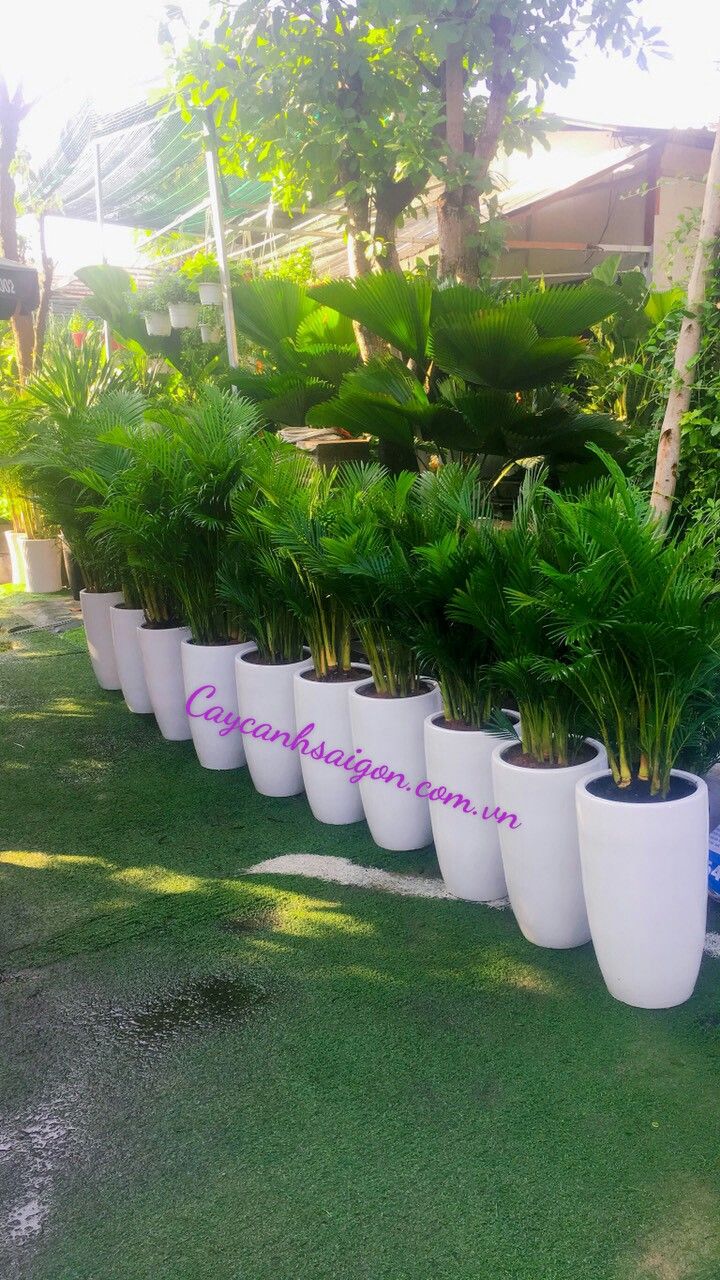 Cây Cau Vàng - Ảnh 5