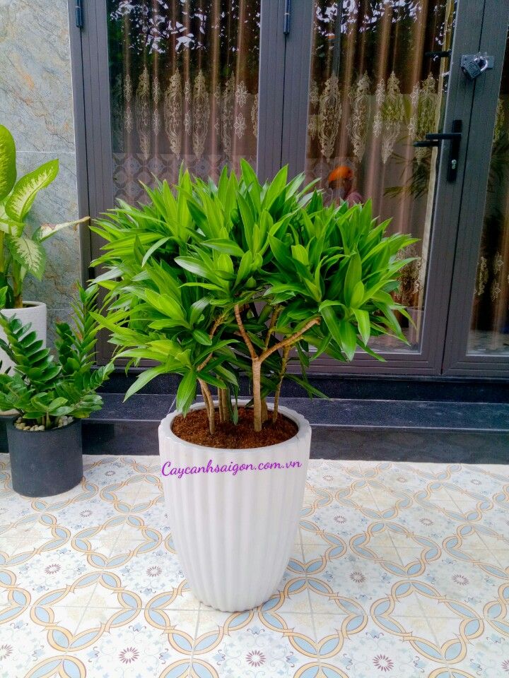 Cây Trúc Bách Hợp - Ảnh 2