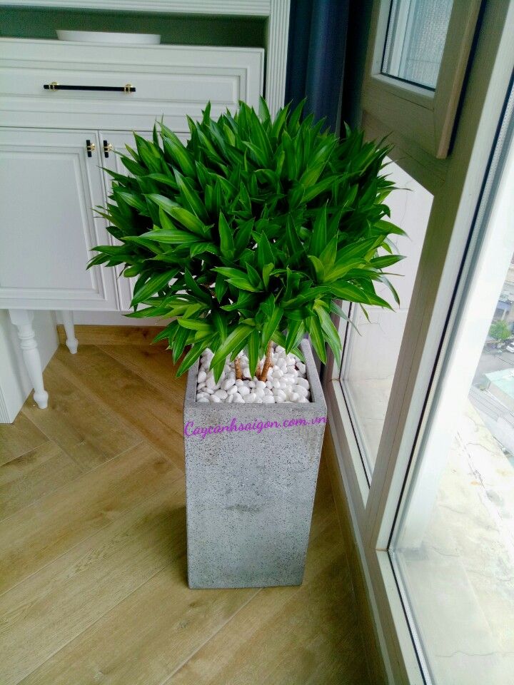 Cây Trúc Bách Hợp - Ảnh 3