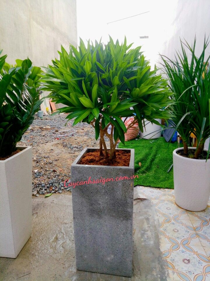 Cây Trúc Bách Hợp - Ảnh 4