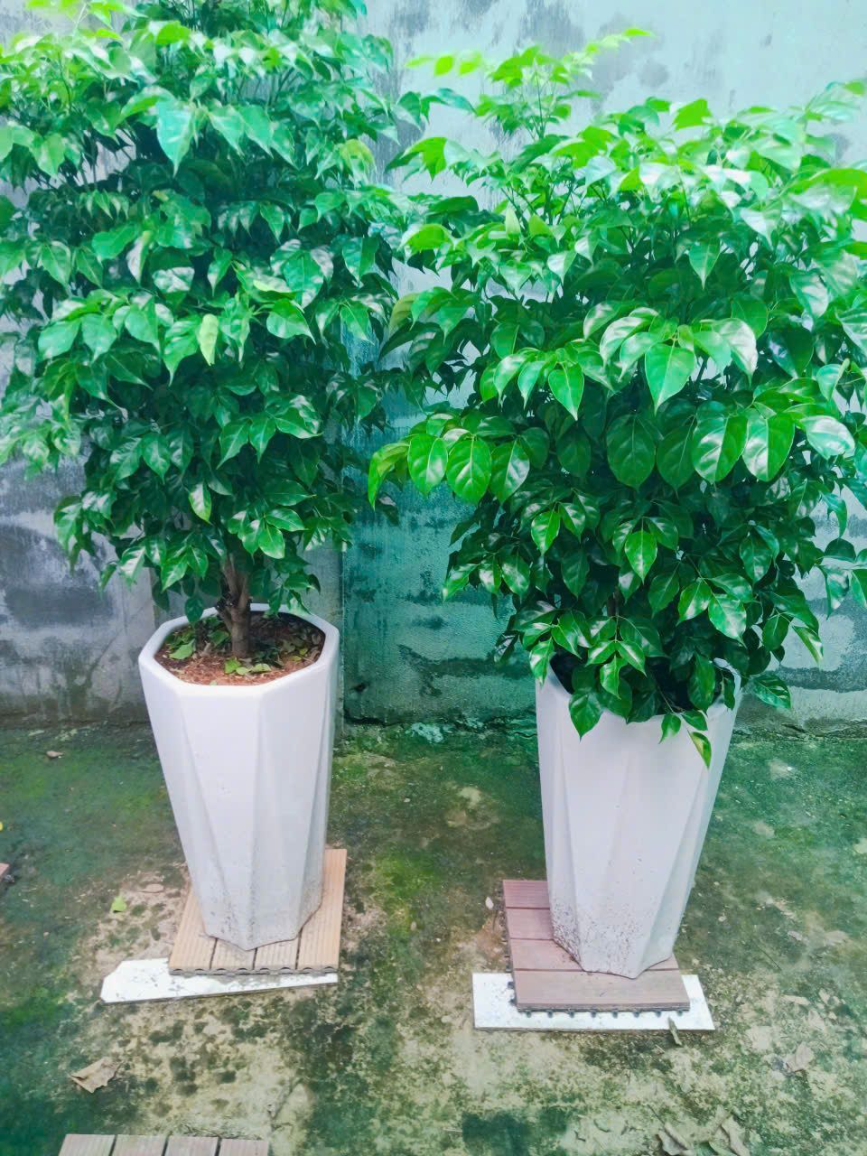 Cây Hạnh Phúc - Ảnh 5