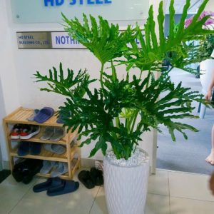 Trầu Bà Thanh Xuân