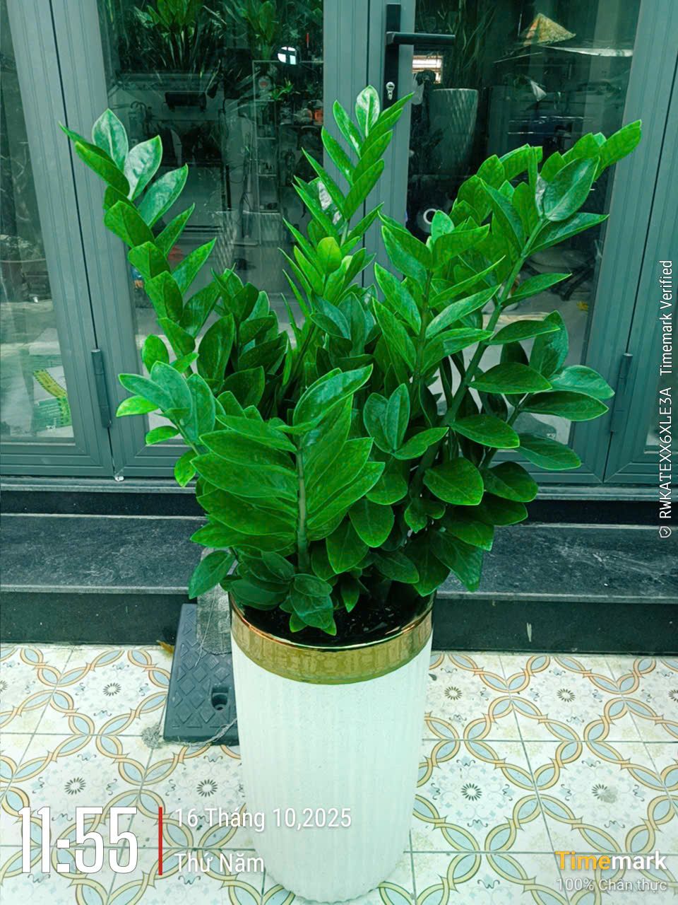 Cây Kim Tiền - Ảnh 2