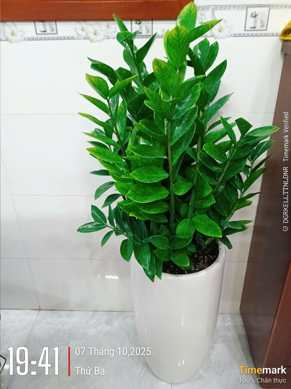 Cây Kim Tiền - Ảnh 3