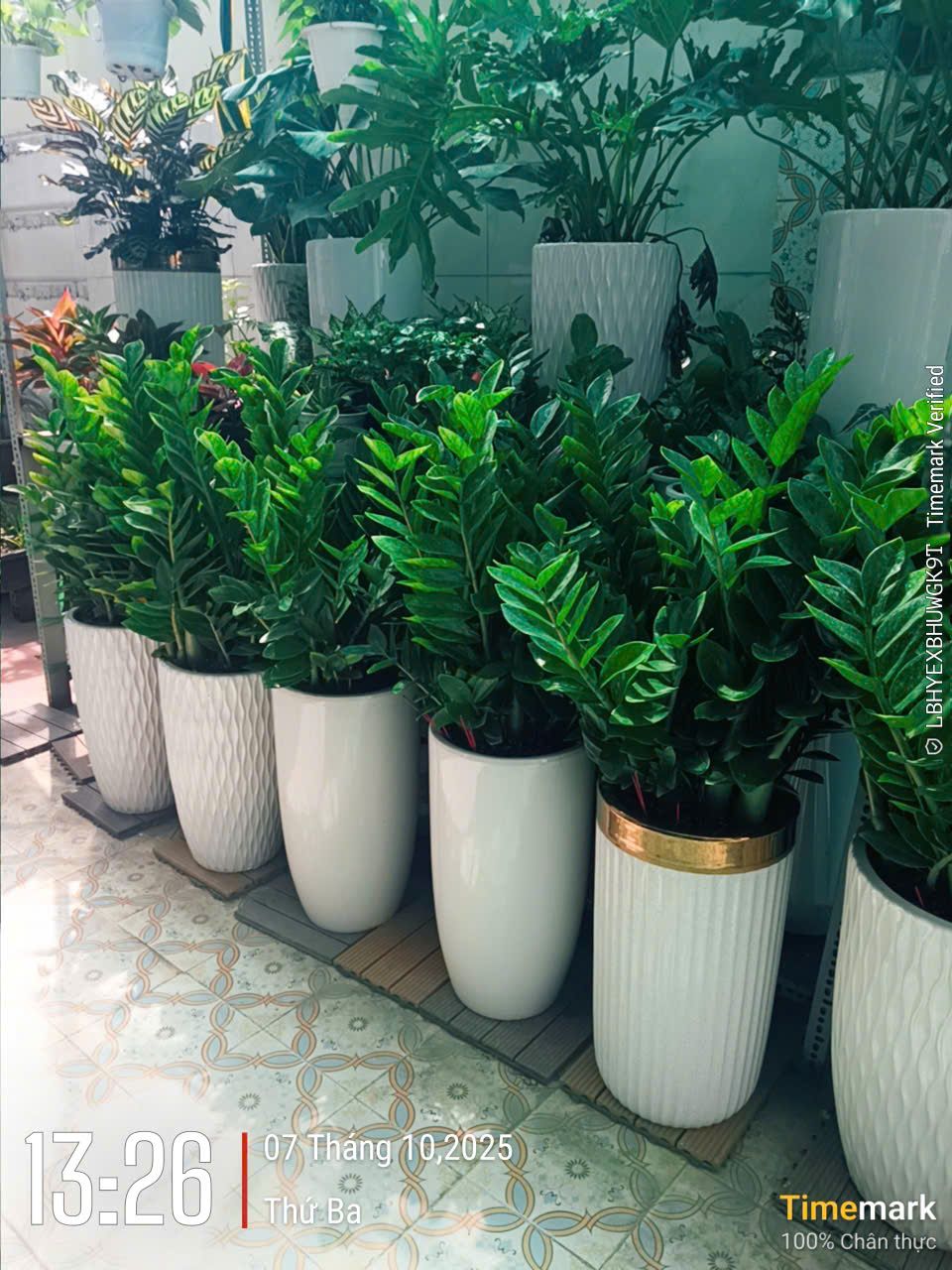 Cây Kim Tiền - Ảnh 4