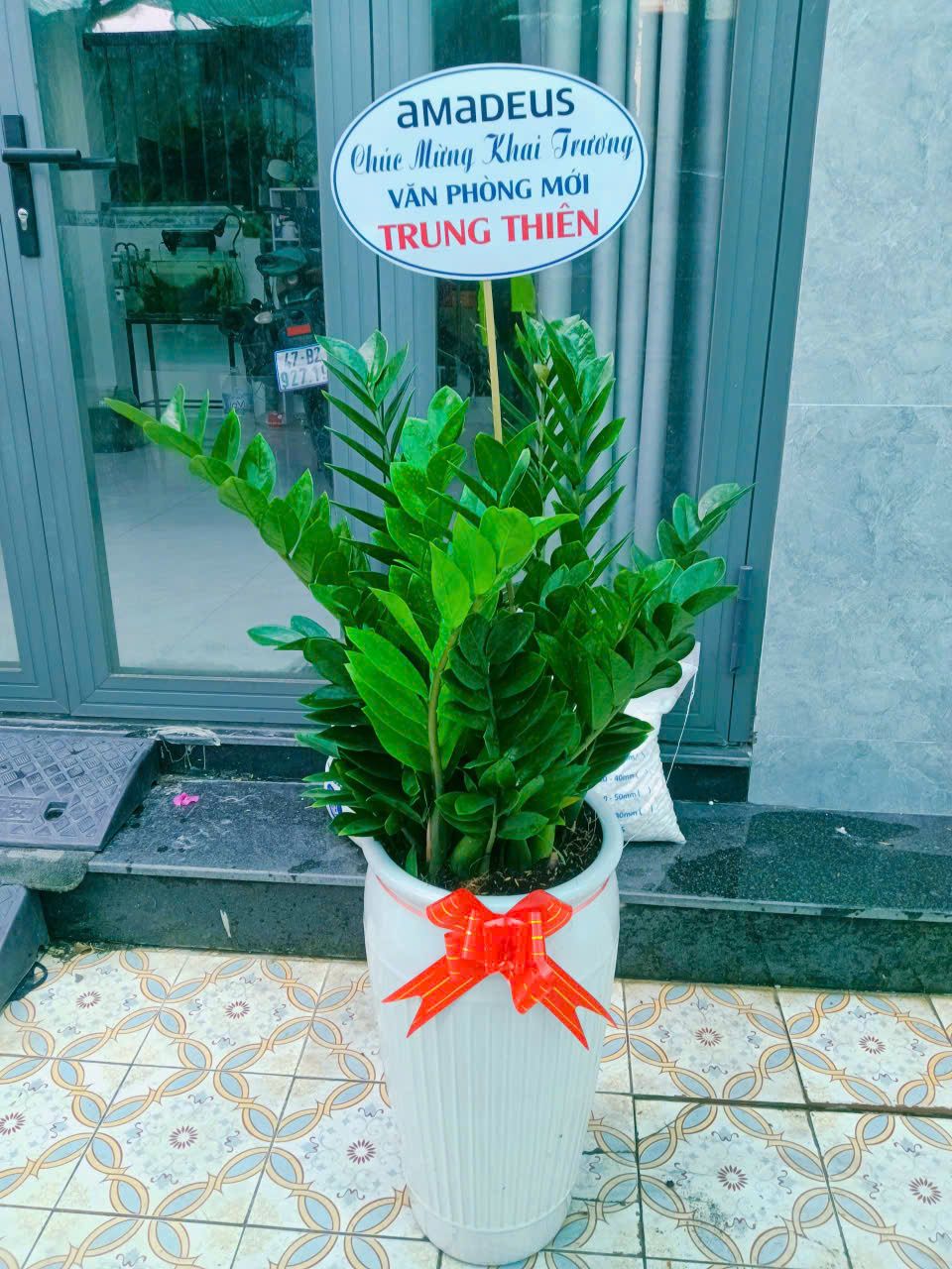 Cây Kim Tiền - Ảnh 5