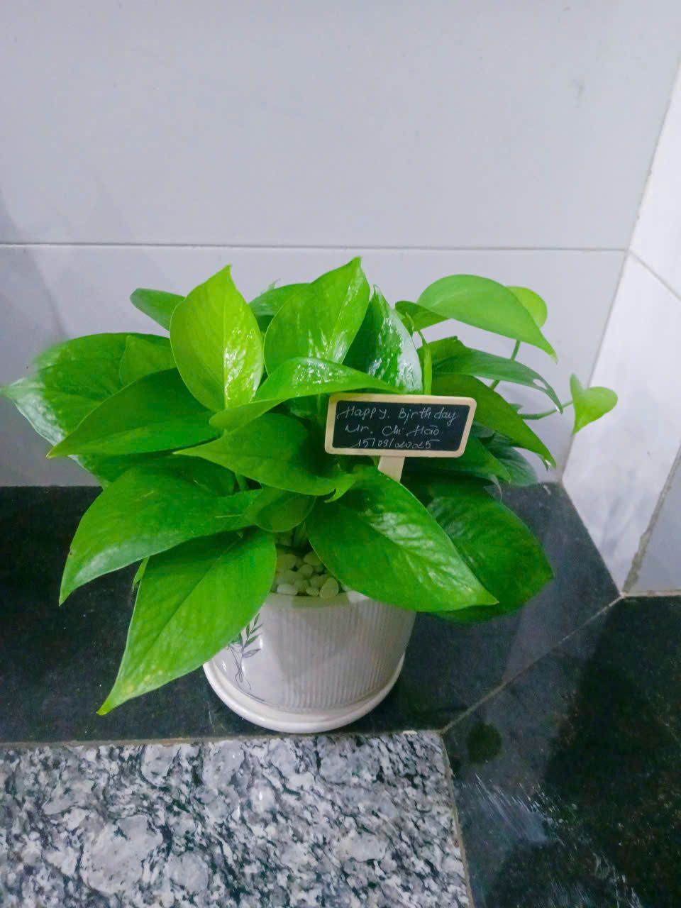 Trầu Bà - Ảnh 3