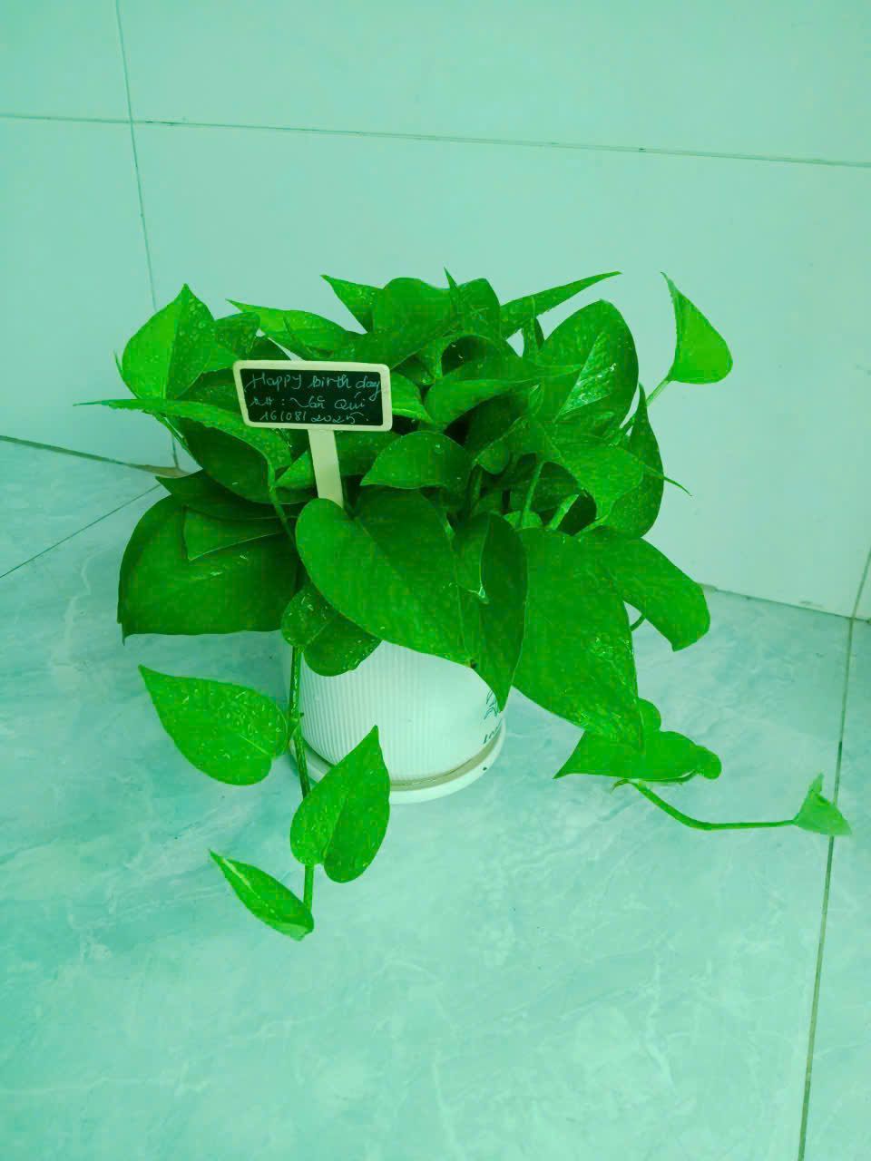 Trầu Bà - Ảnh 5