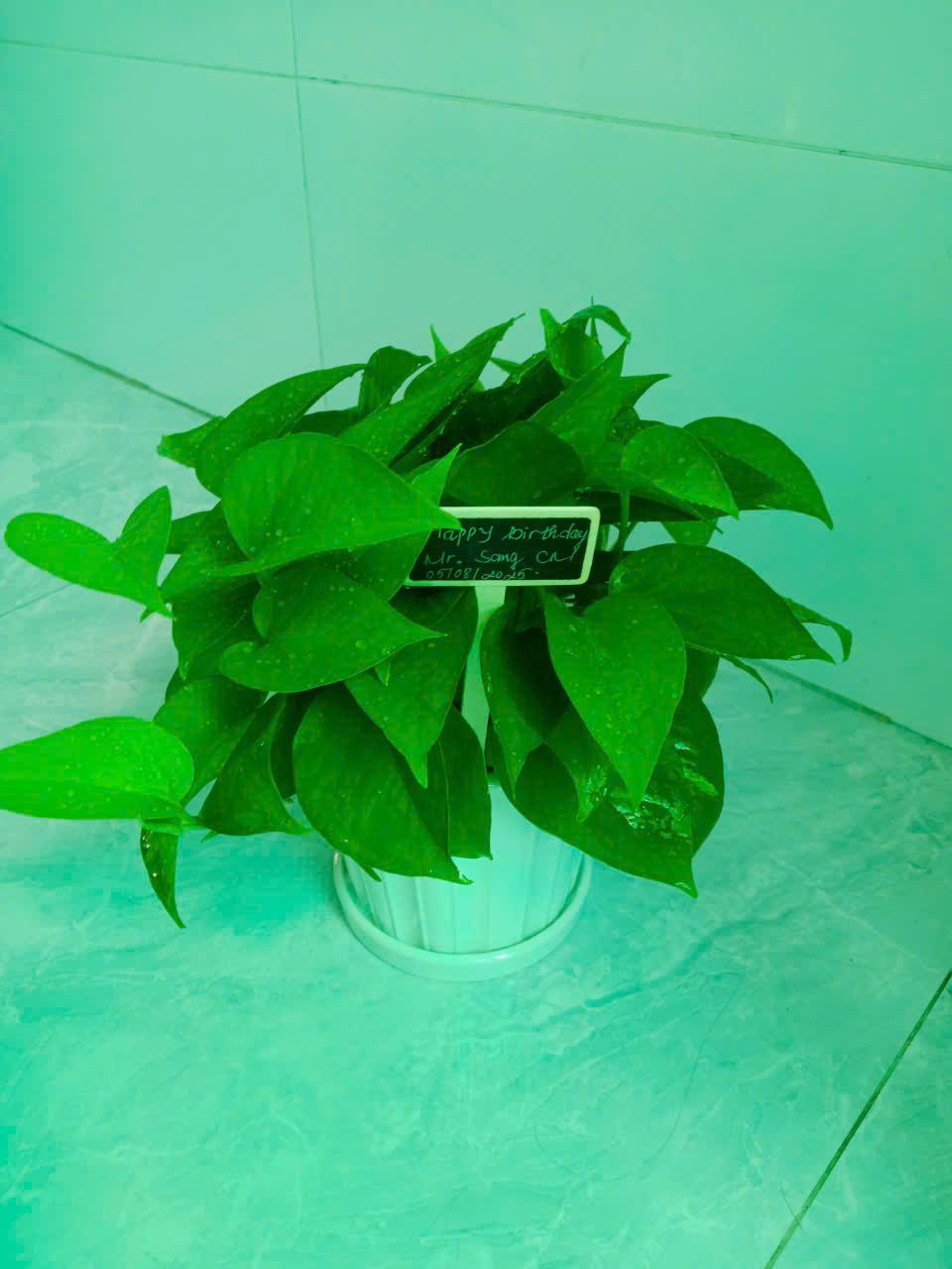 Trầu Bà - Ảnh 2