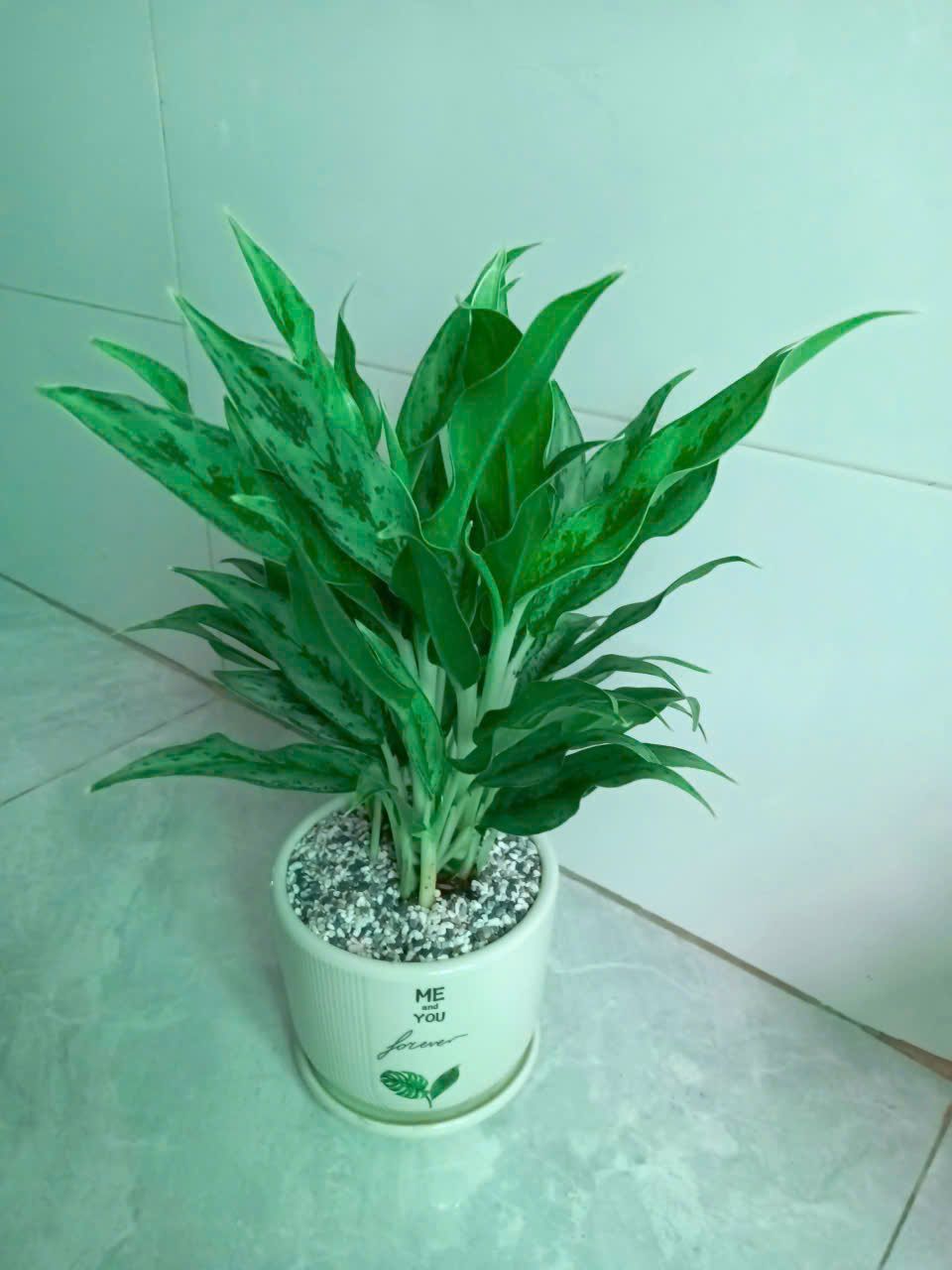 Cây giữ tiền - Ảnh 5