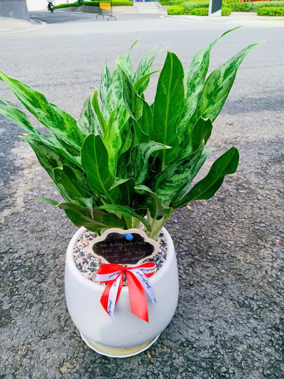 Cây giữ tiền - Ảnh 6