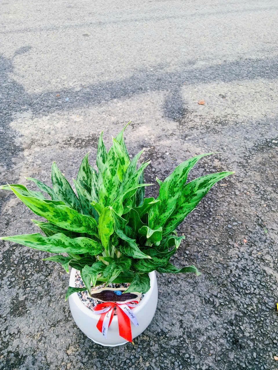 Cây giữ tiền - Ảnh 4