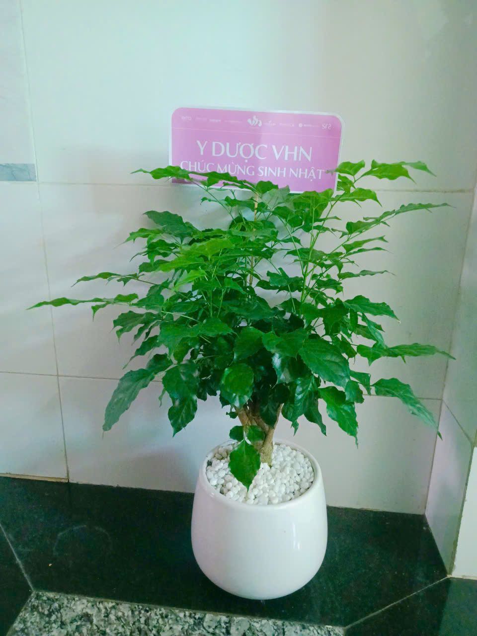 Cây Hạnh Phúc - Ảnh 4