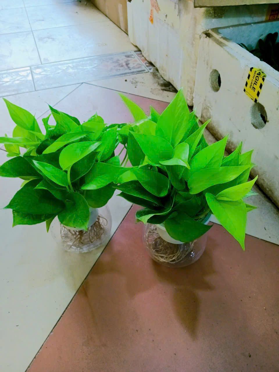 Trầu Bà - Ảnh 4