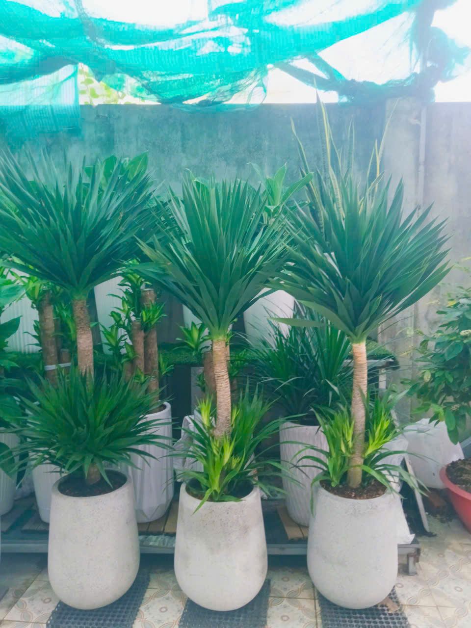 Phát Tài Núi - Ảnh 2