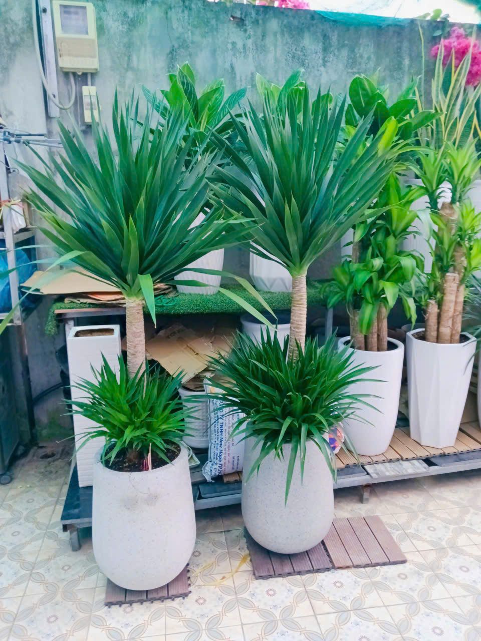 Phát Tài Núi - Ảnh 5