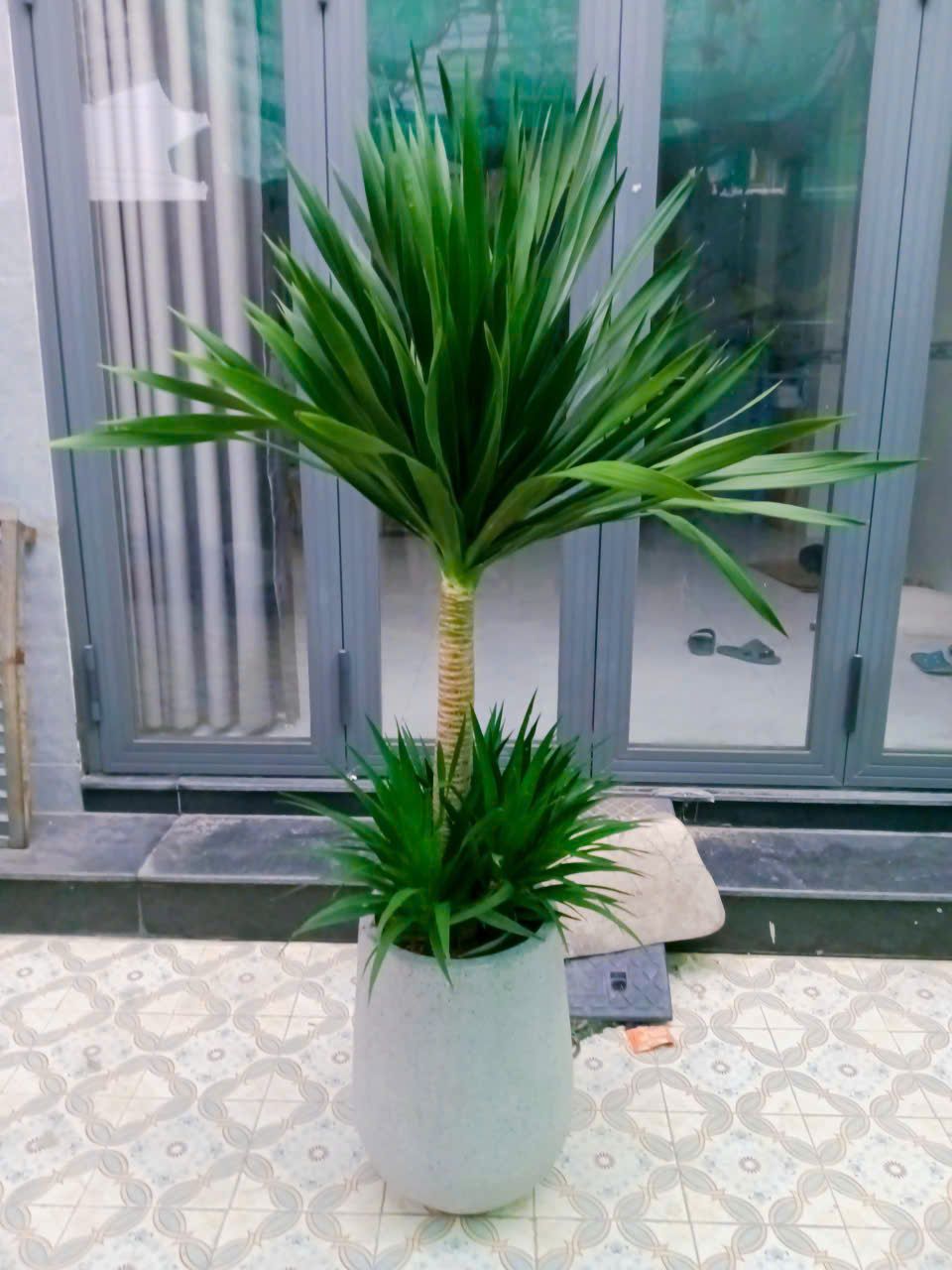 Phát Tài Núi - Ảnh 3